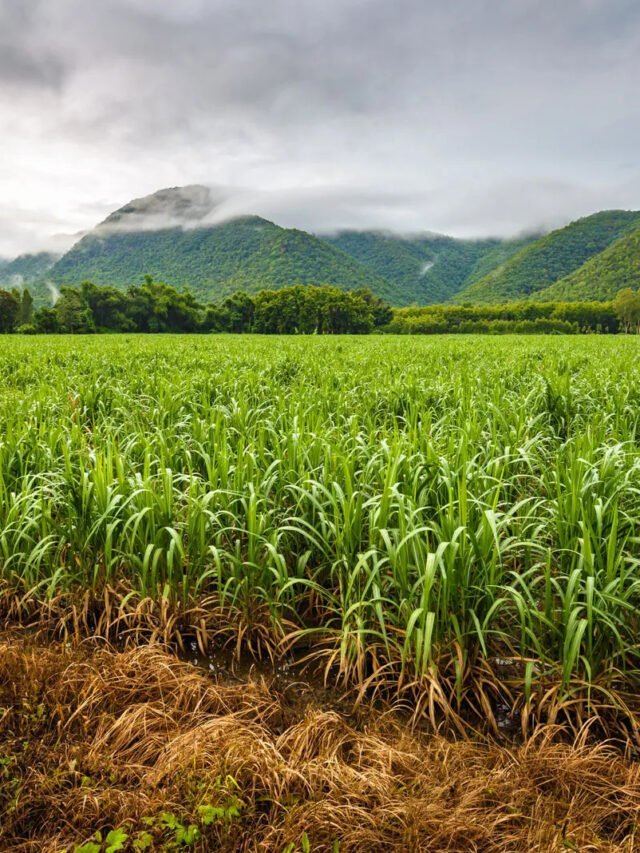 Sugarcane farmers: यूपी के गन्ना किसानों को सीएम योगी का बड़ा उपहार , (Copy)
